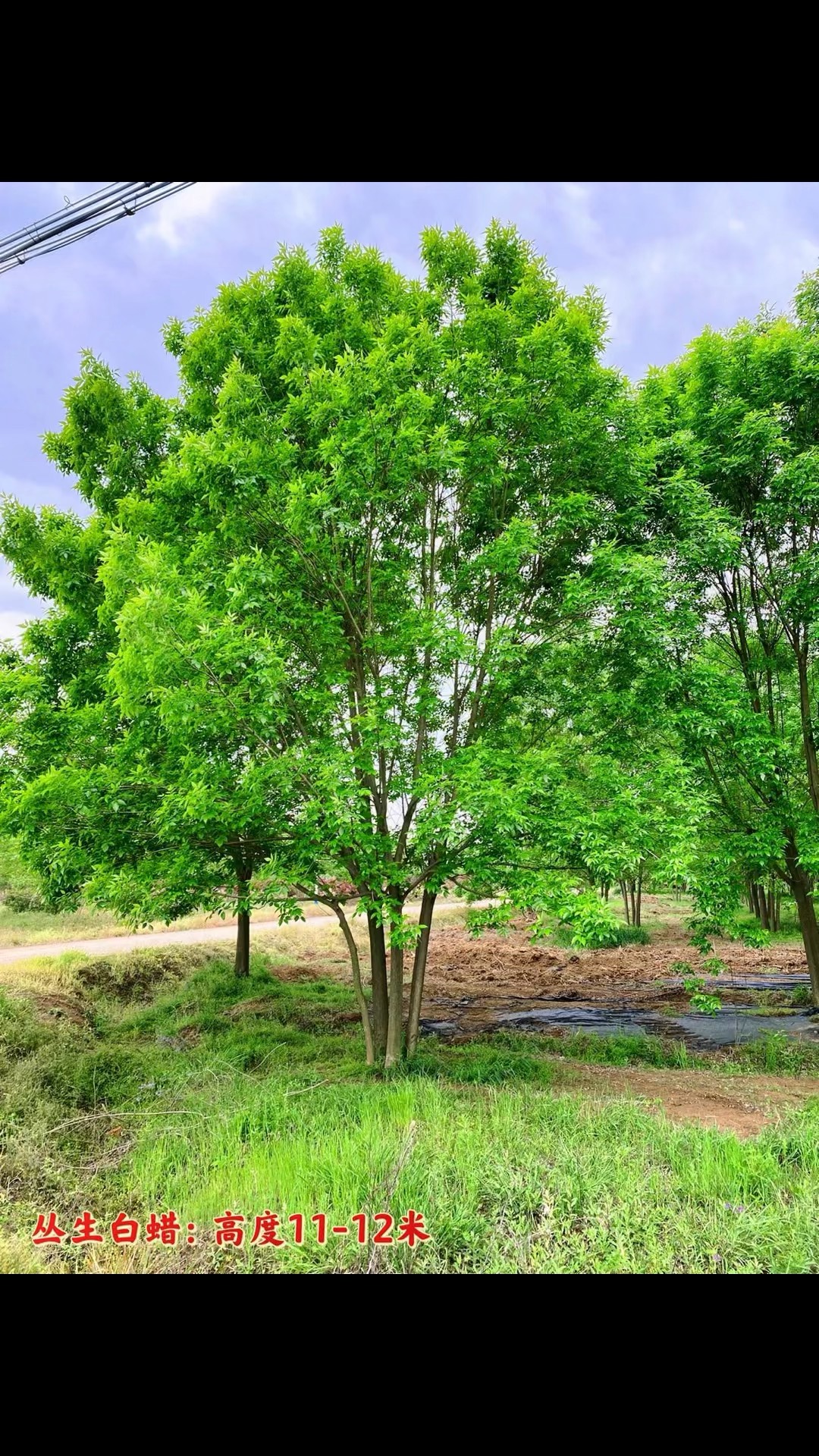 白蜡植物图片