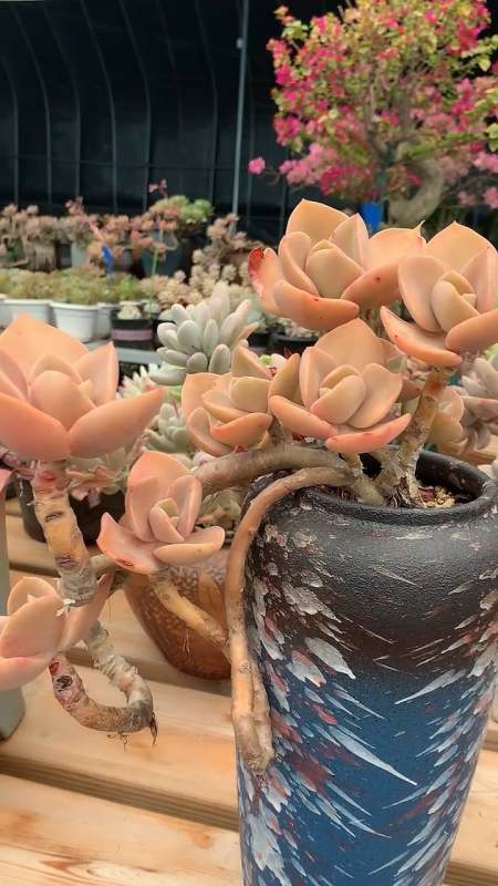 我的田园生活之贺氏悬崖桩多肉-度小视