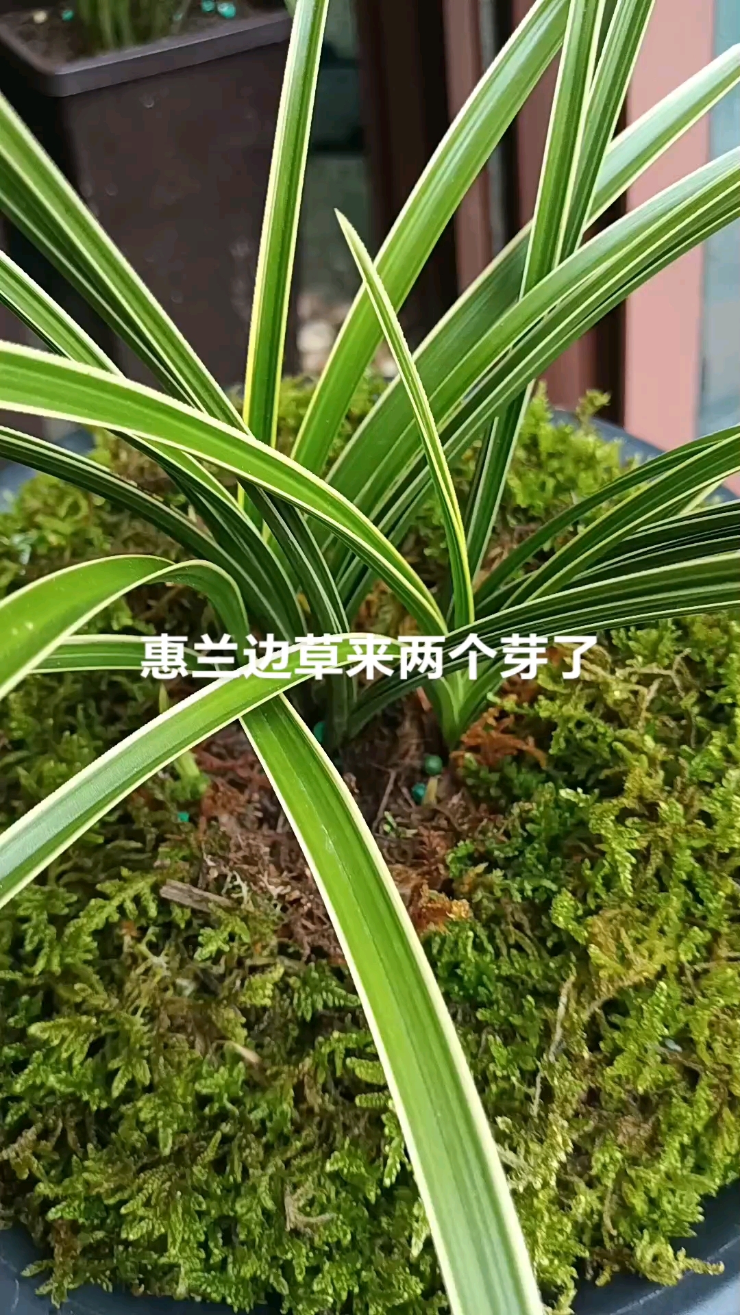 资源草蕙兰边艺,品相还行