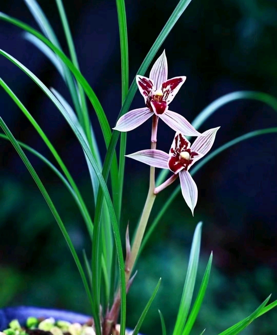 兰花,高洁典雅之花.叶姿优美,花香清幽,有君子之范,令人着迷