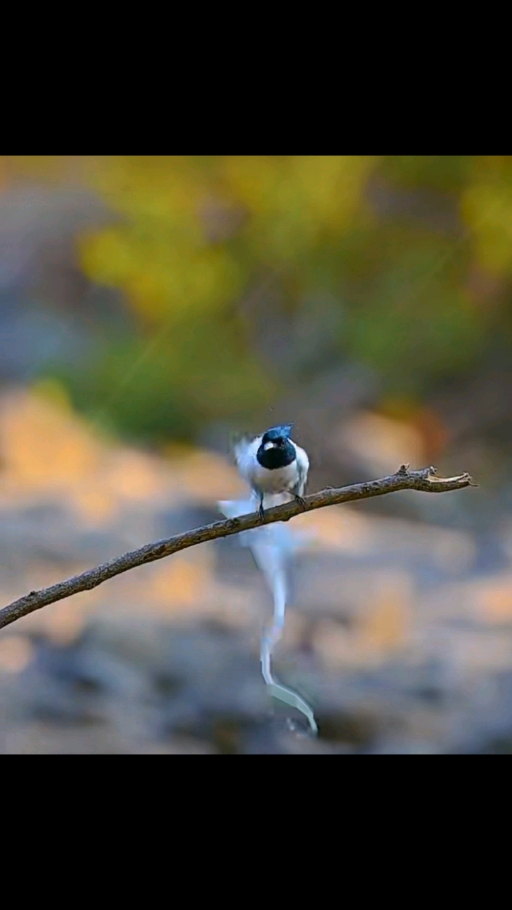 神仙鸟!你看它长长白色的尾巴!业余摄影爱好者的福音