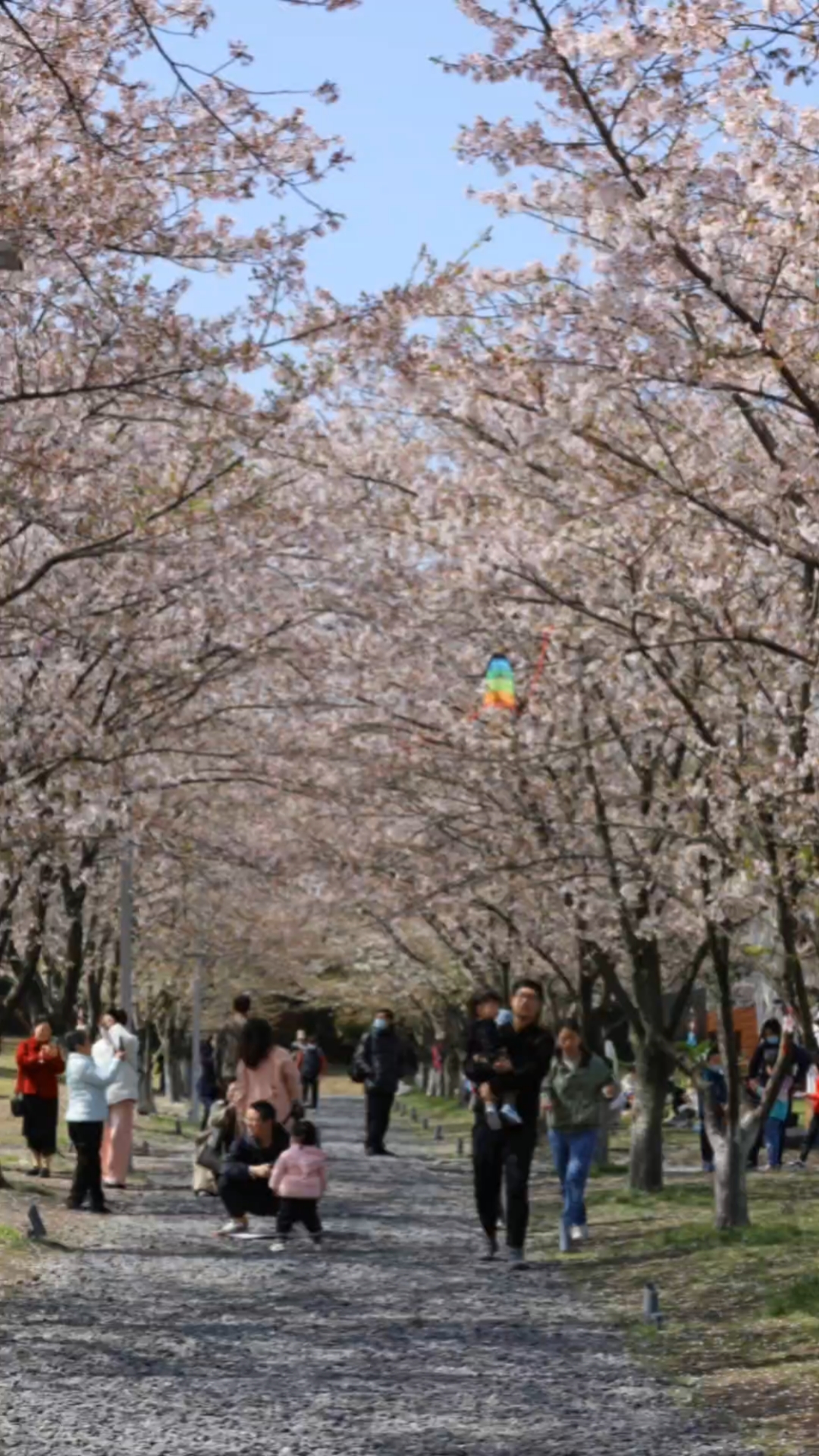 良渚文化村樱花林图片