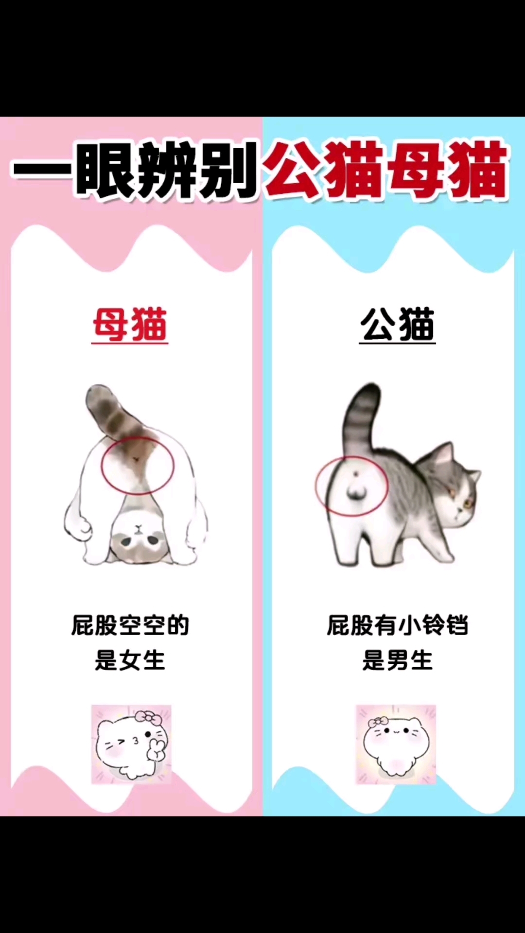 教你一秒分辨公猫母猫
