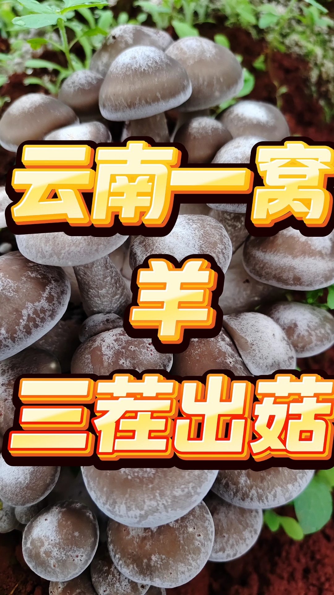 云南一窝羊种植