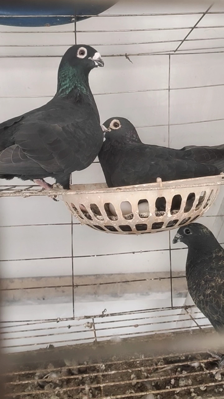 异色信鸽纯黑色老国血