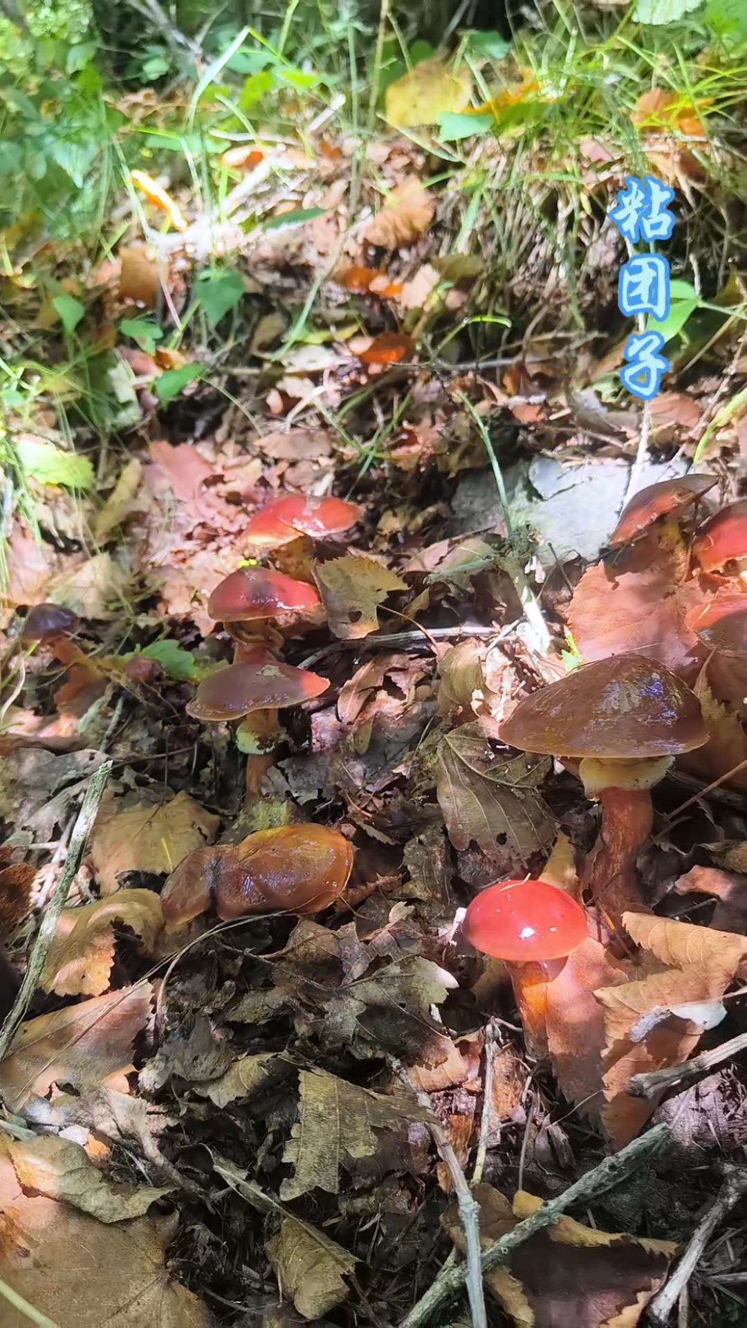 东北野生菌"粘团子"