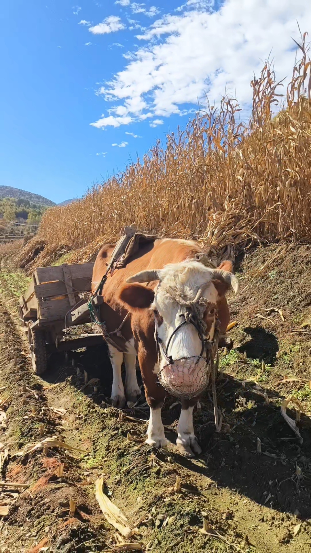 东北老家,秋收正忙!