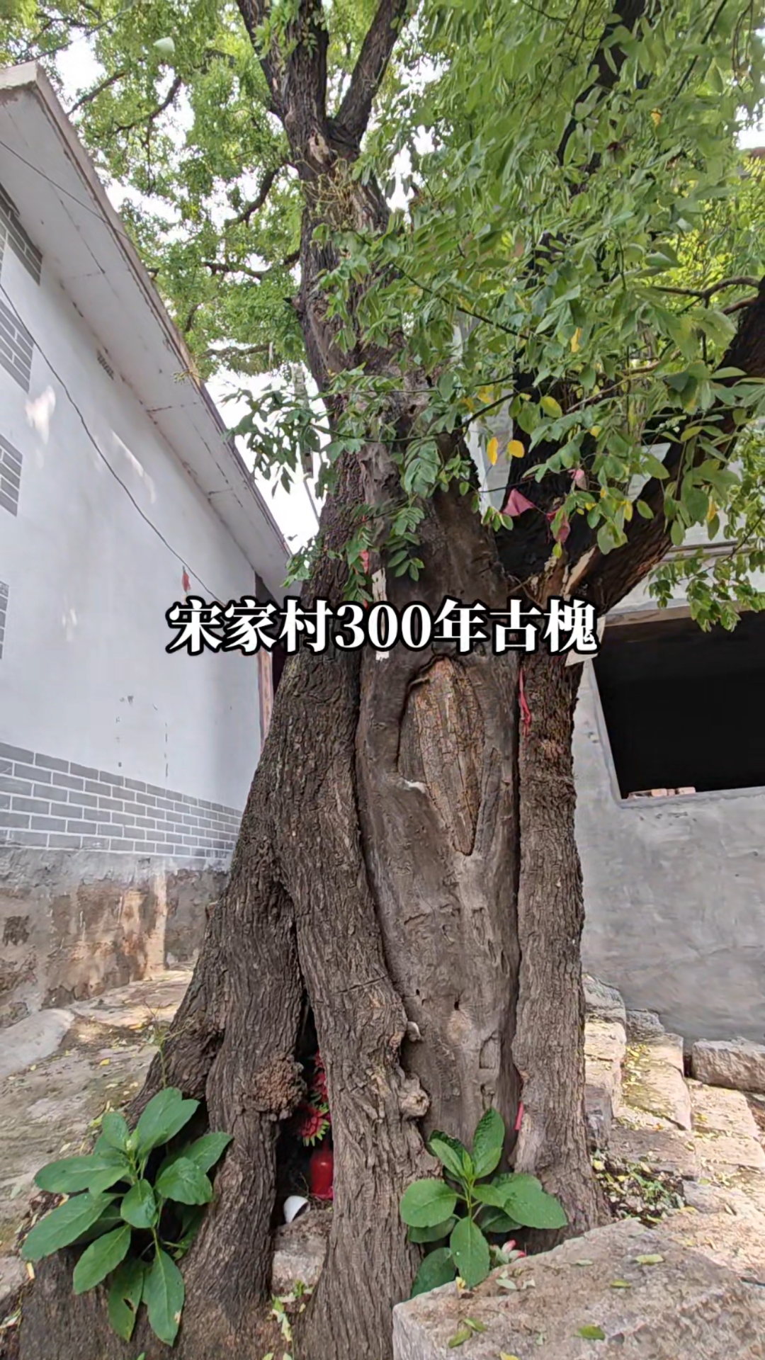 古村落涉县关防乡宋家村300年古槐#古村落风景 #千年古树