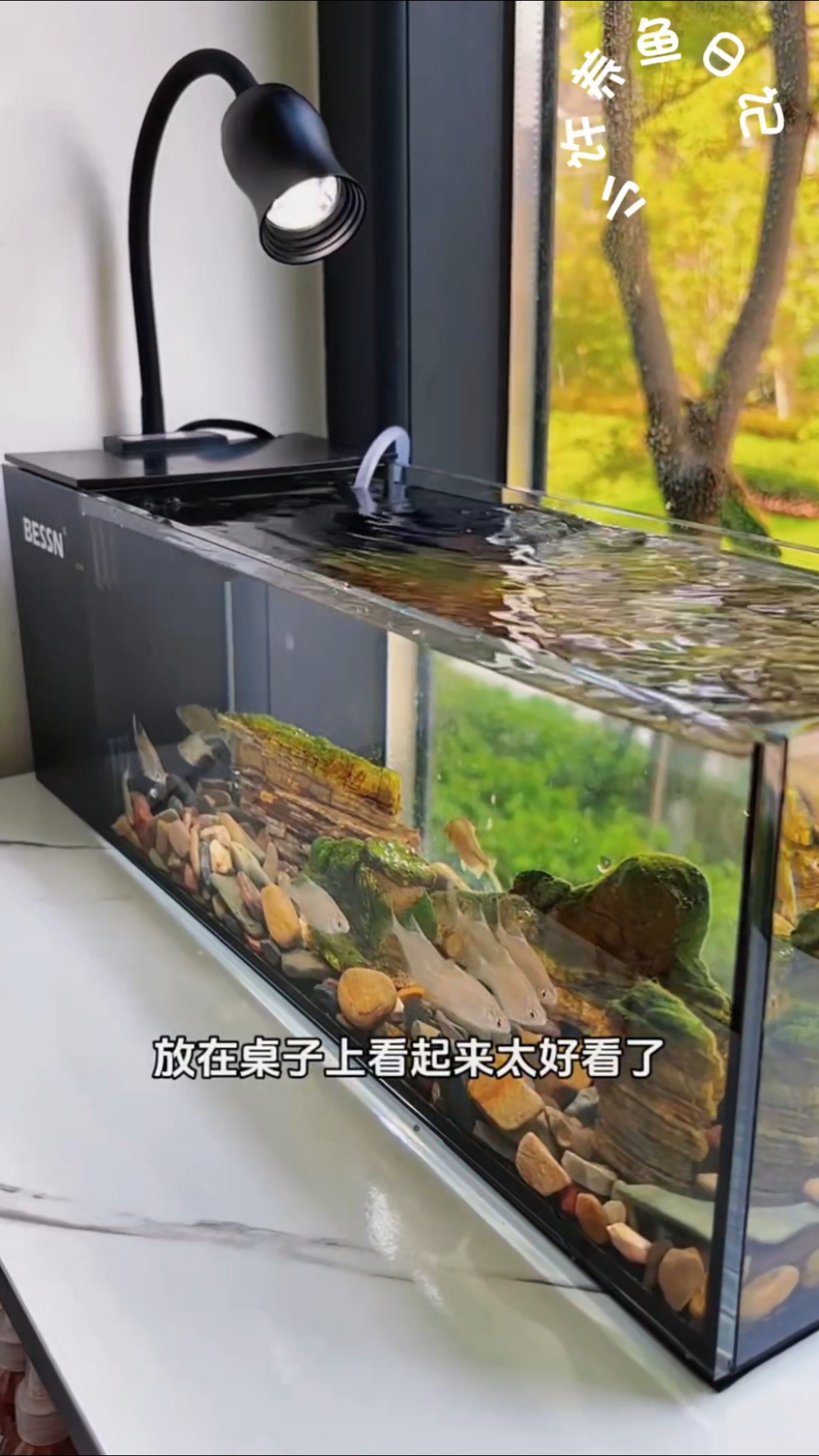 新手第一次开缸视频