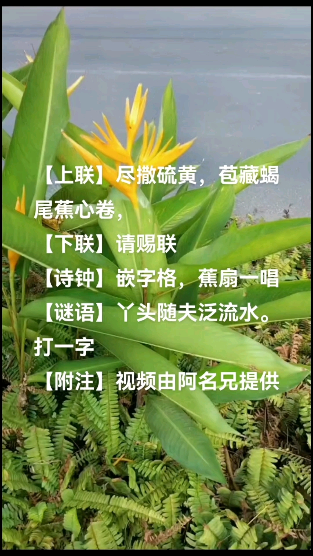黄苞蝎尾蕉-对联诗钟谜语