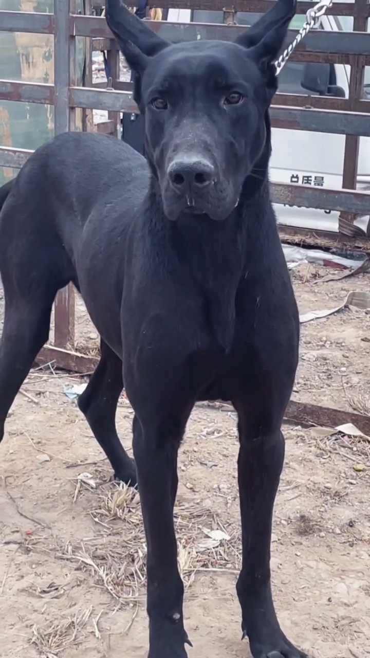 全身乌黑的大黑狗黑狼犬