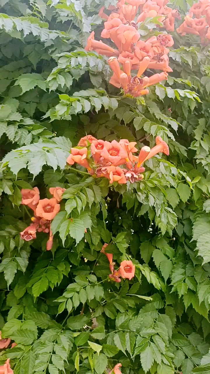 漯河植物界的爬藤植物凌霄