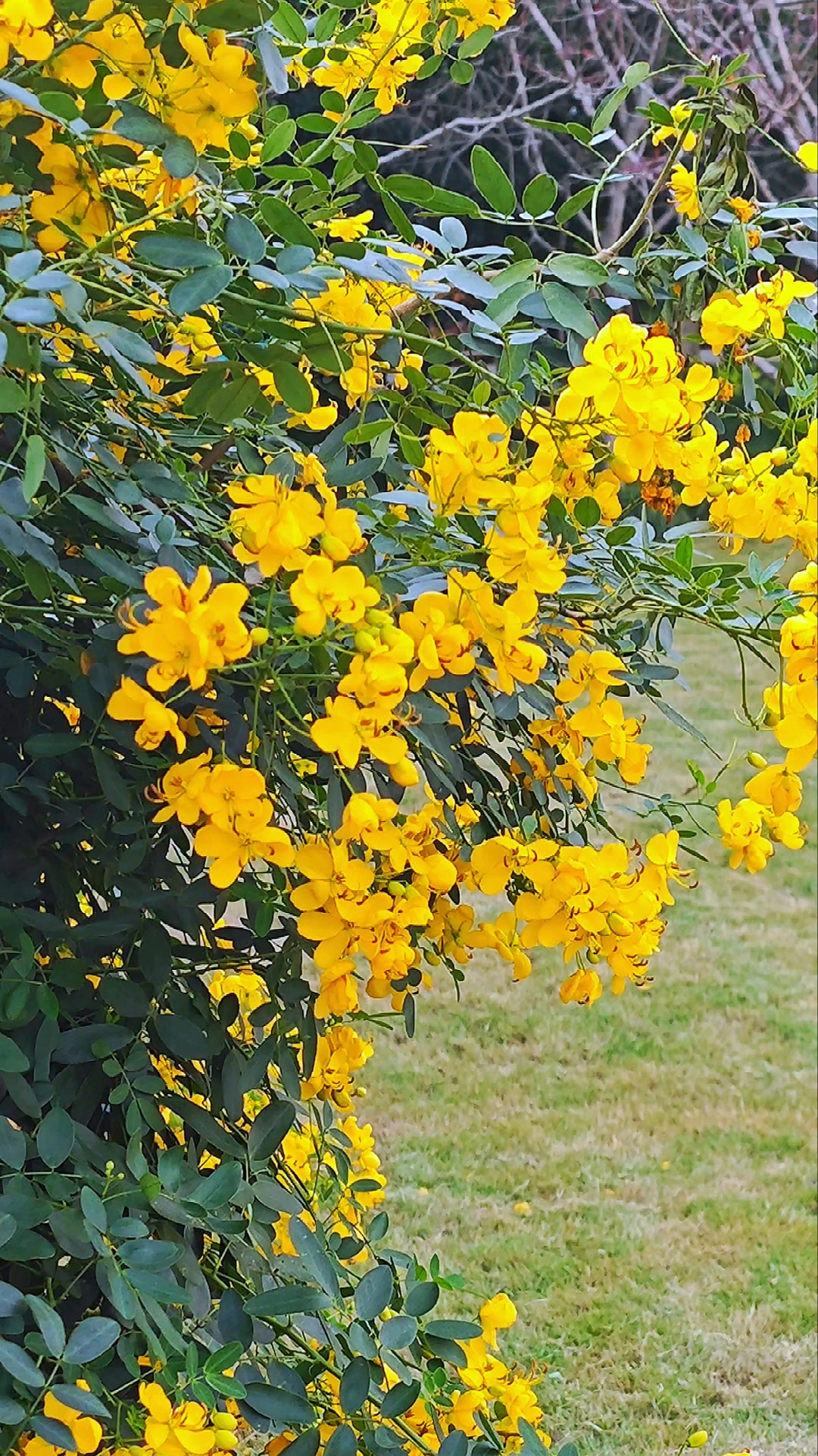 双荚决明花清莹,枝头金黄笑春风.