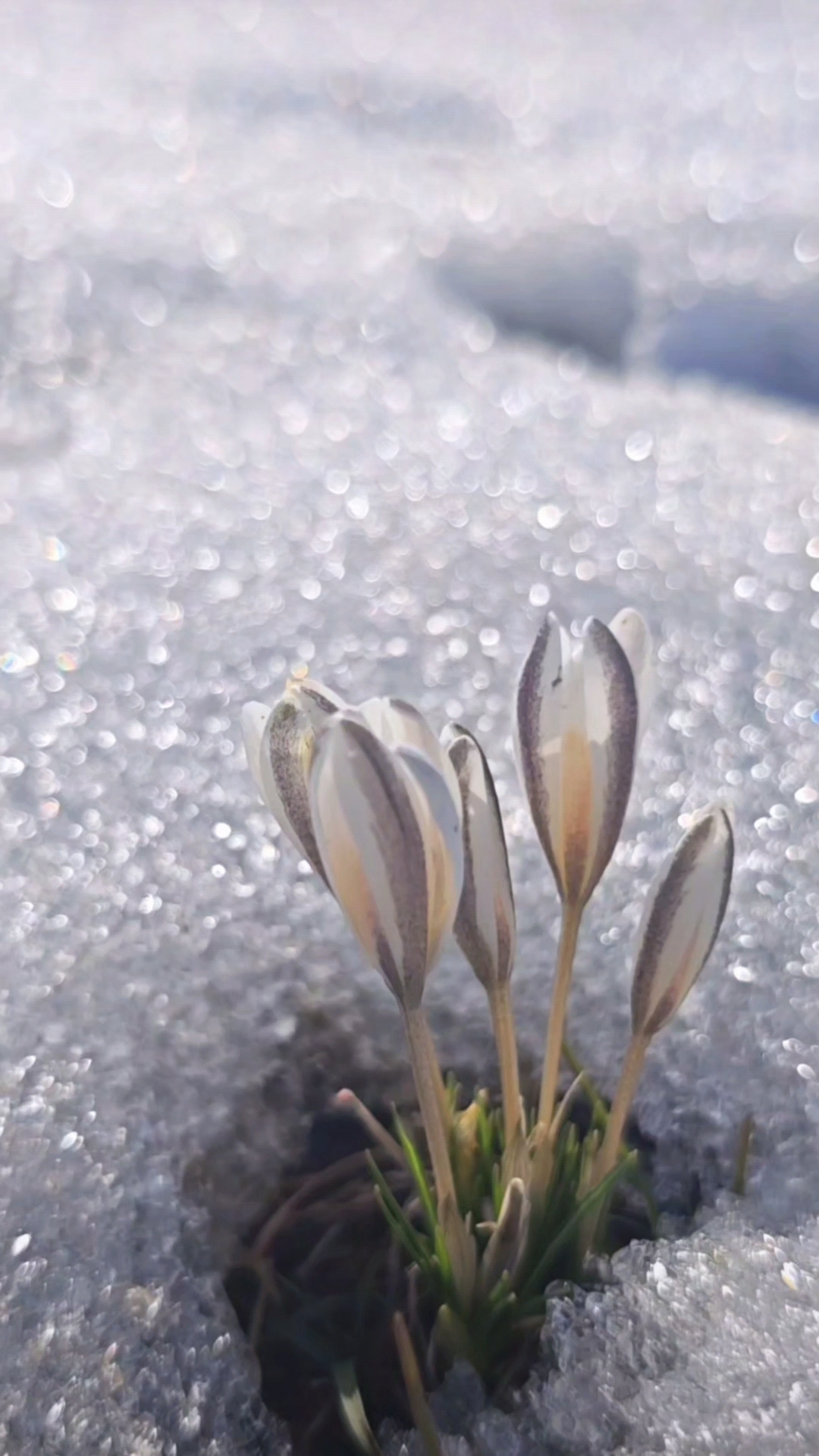 破雪绽放冰顶花,那拉提野百合,学名白番红花