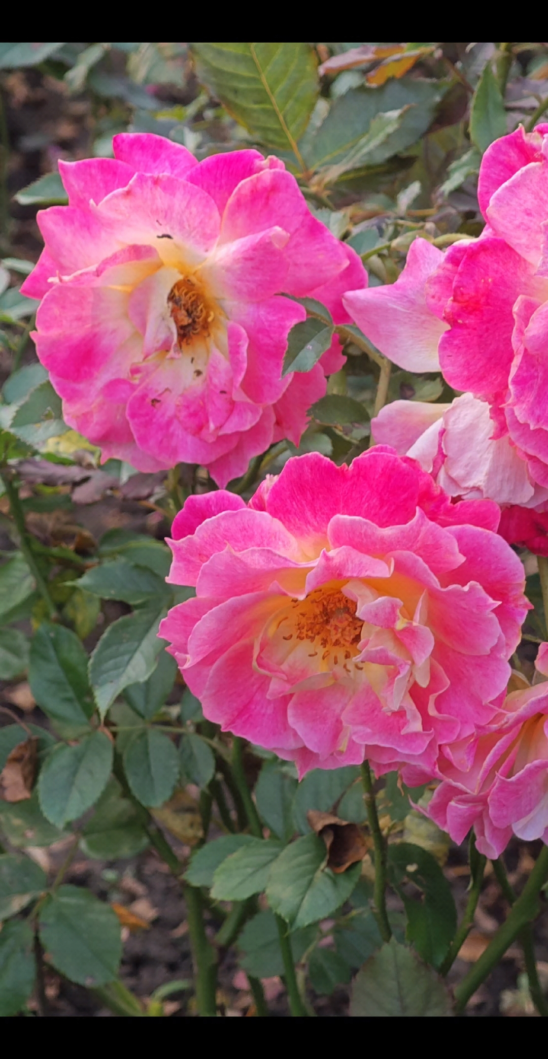 七姊妹花,她们的笑容如同阳光一般温暖,如同花朵一般娇艳.