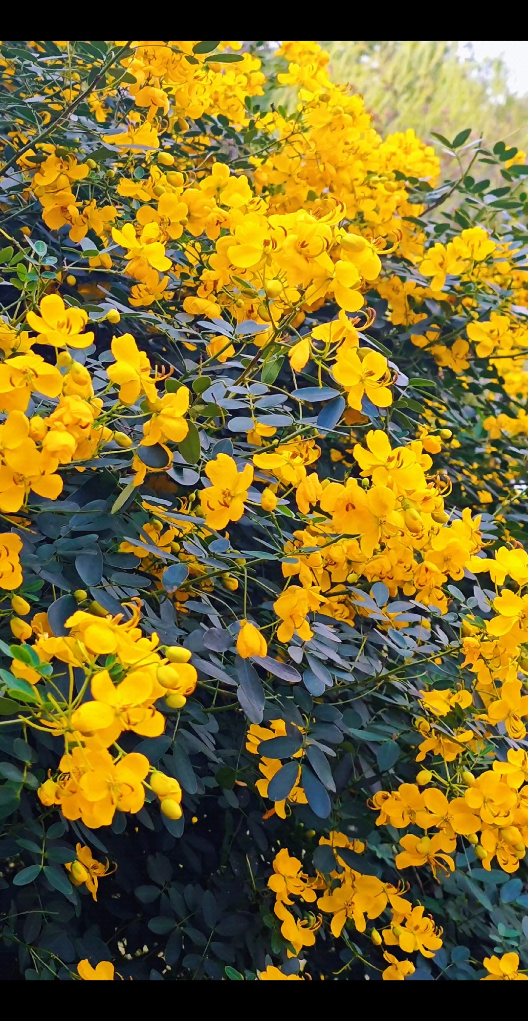 双荚决明花语:行善,助人为乐,迁就.