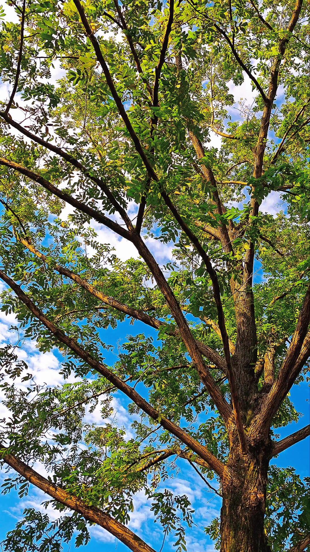 阳光斑驳地洒在树上,树梢间洒下金色的光辉