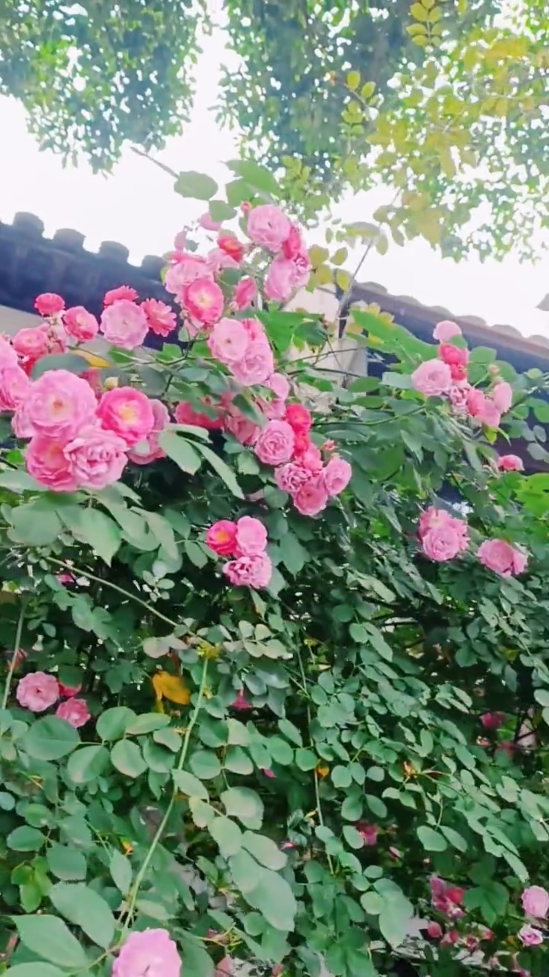 蔷薇的枝条蔓延在篱笆上,茂密的绿叶中藏着许多娇艳的花朵.