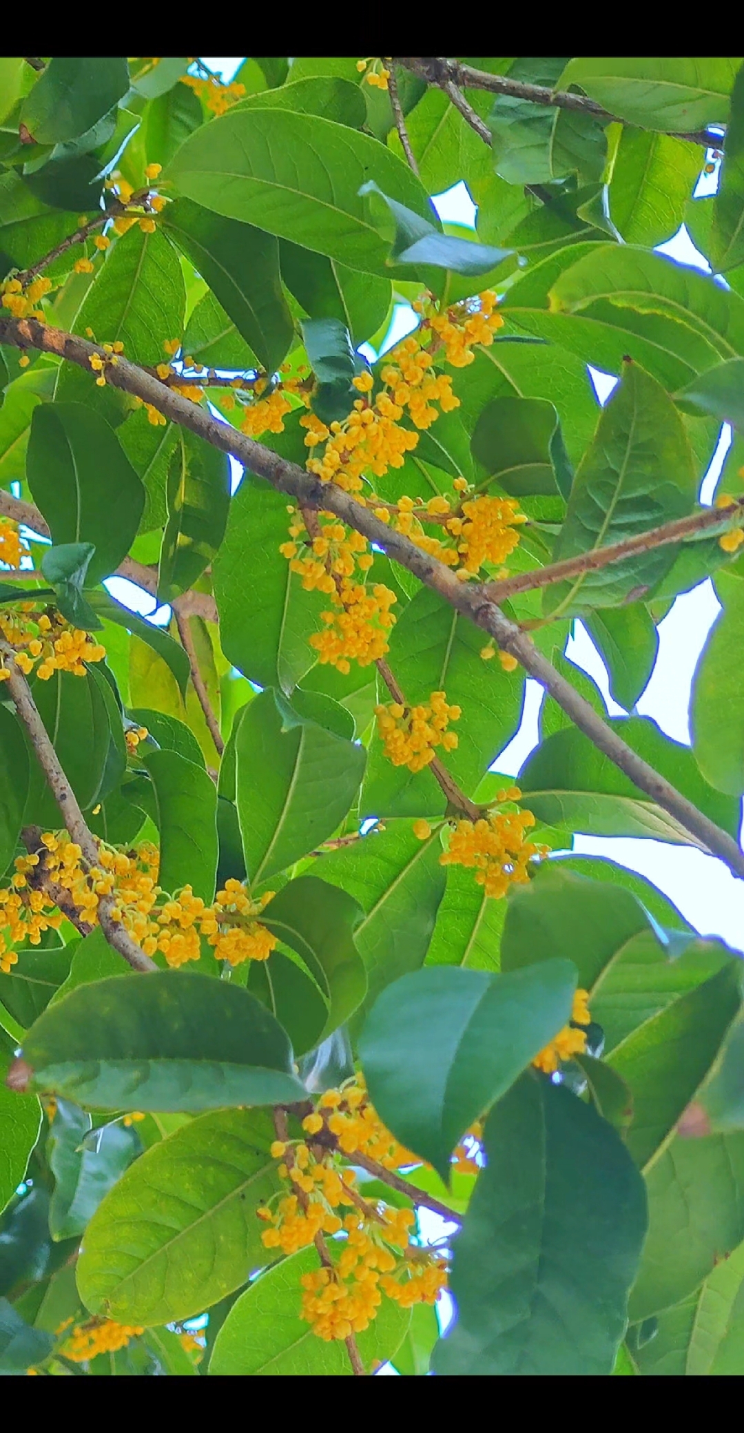 金桂的叶子翠绿欲滴,花朵娇小玲珑,映照出秋天的独特韵味