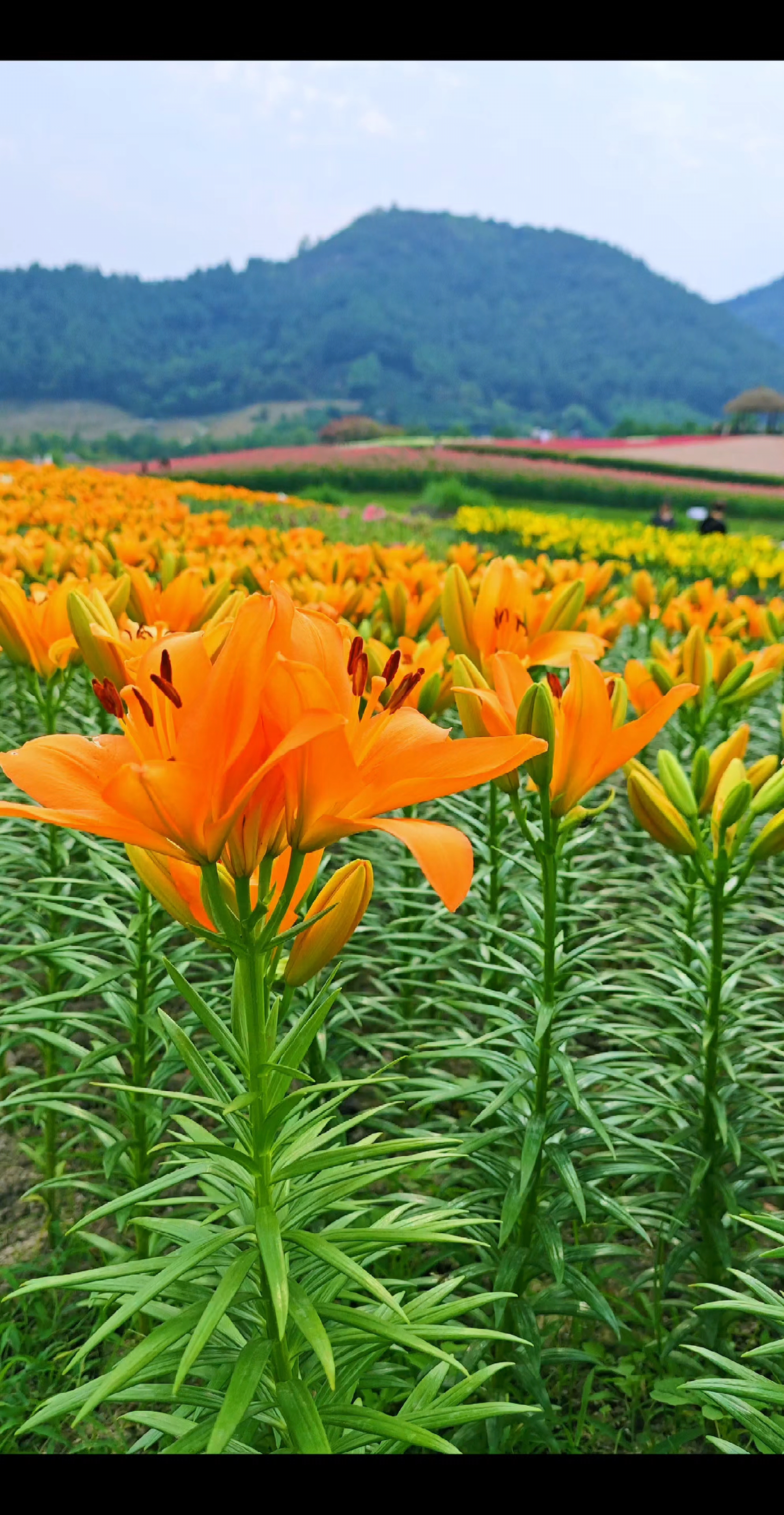 百合花海 真实图片