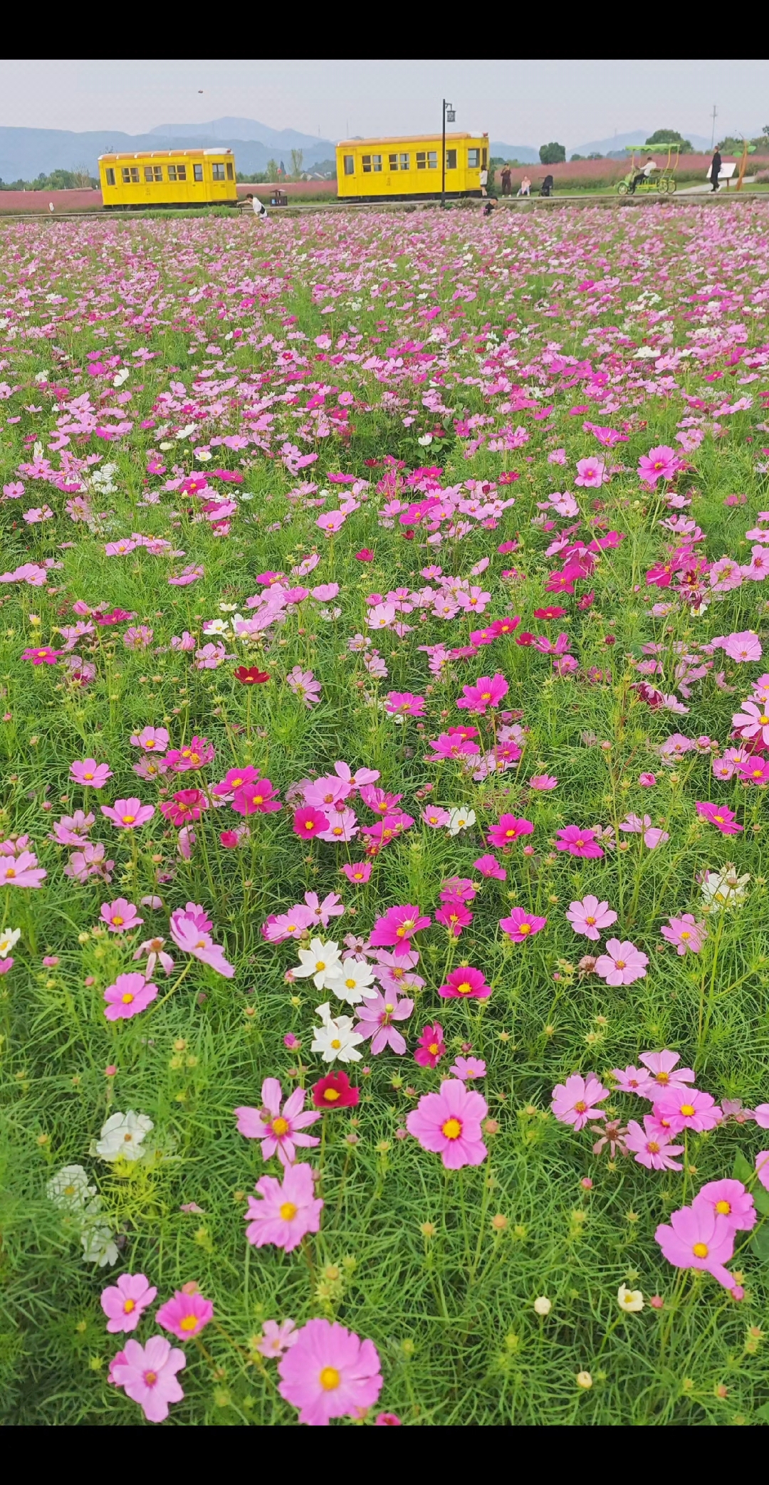 波斯菊的花朵如同一个个小太阳,照耀着整个花海,让人流连忘返.