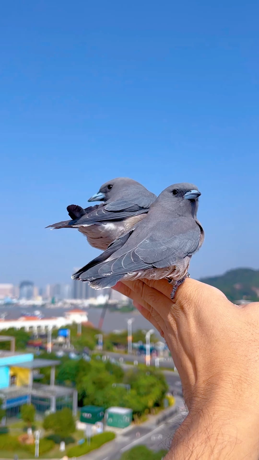 灰燕鵙图片