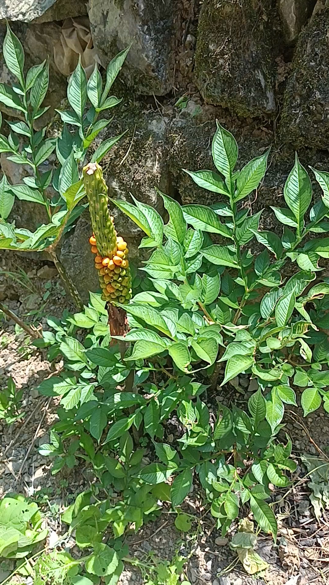 魔芋,药食同源植物
