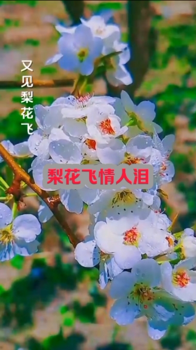 《梨花飞情人泪》是一首充满情感和深度的歌曲