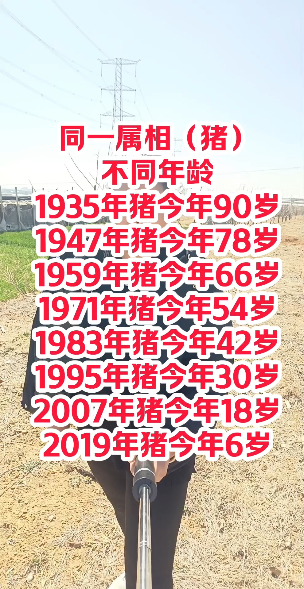 生肖猪春节运势查询吉日(猪生肖在2021运气怎么样)