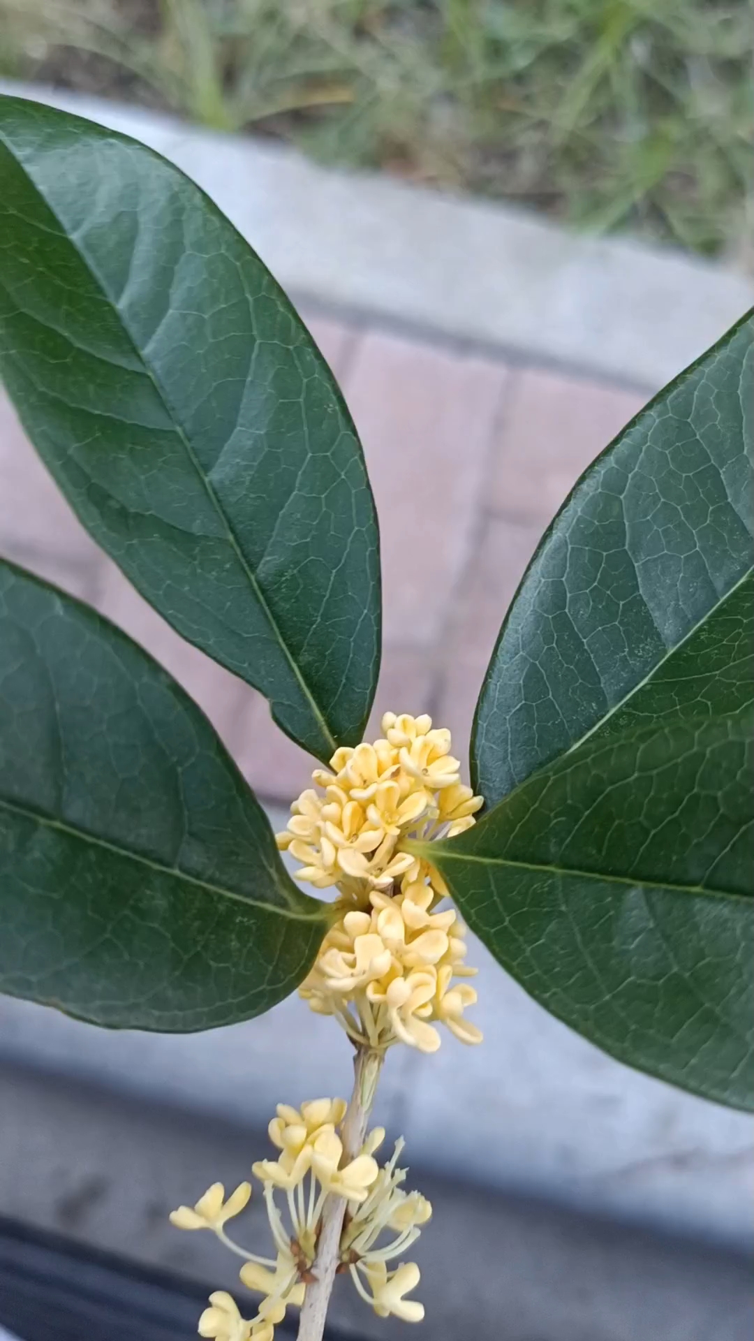 千呼万唤始出来,秋天的第一缕桂花香!