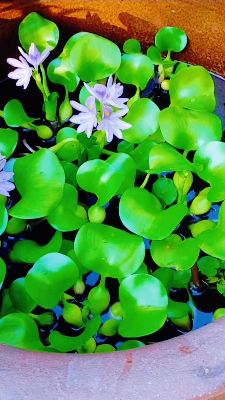 自家水缸里养的水葫芦开花了好美!
