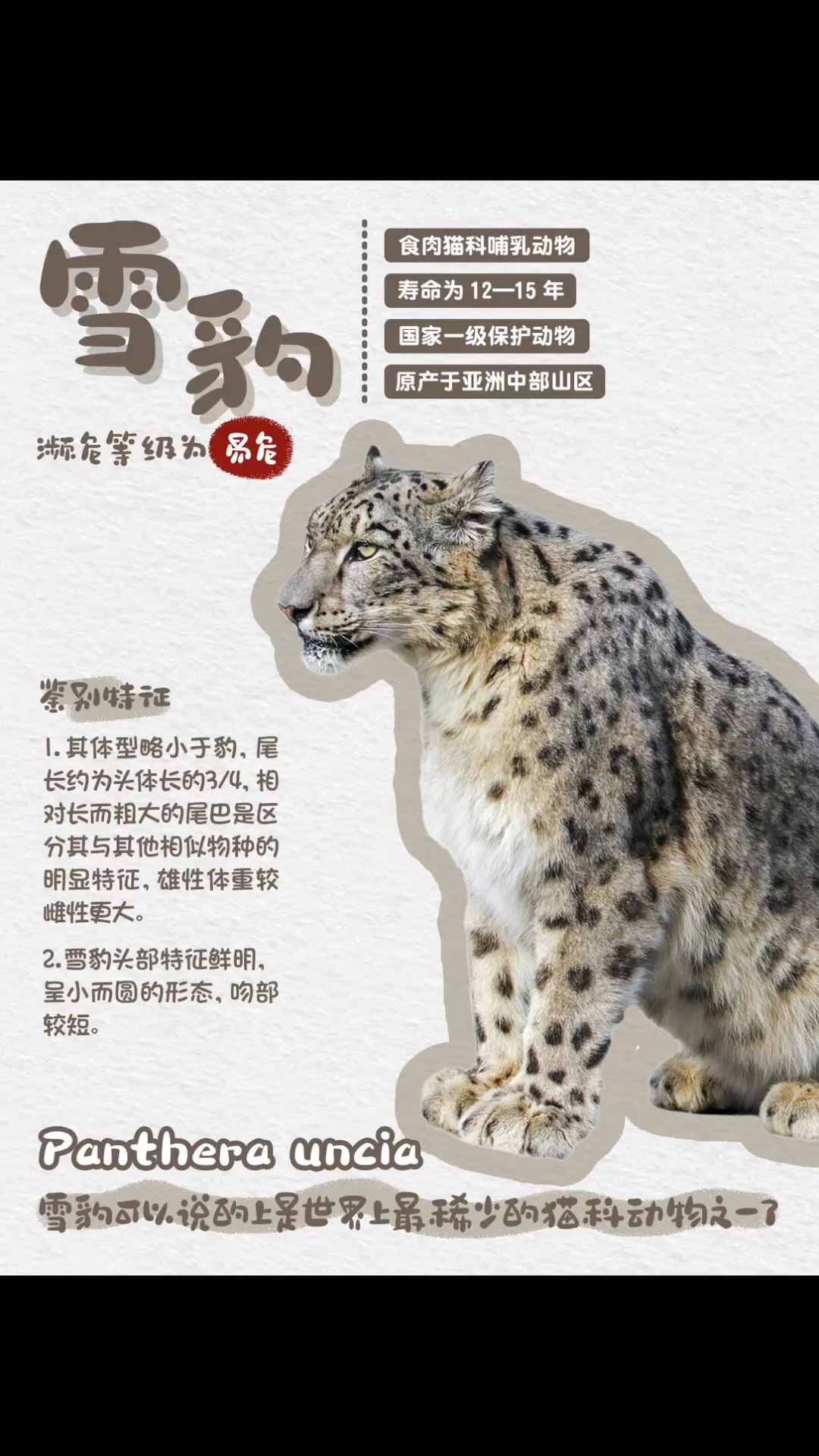 世界上最稀少的猫科动物之一