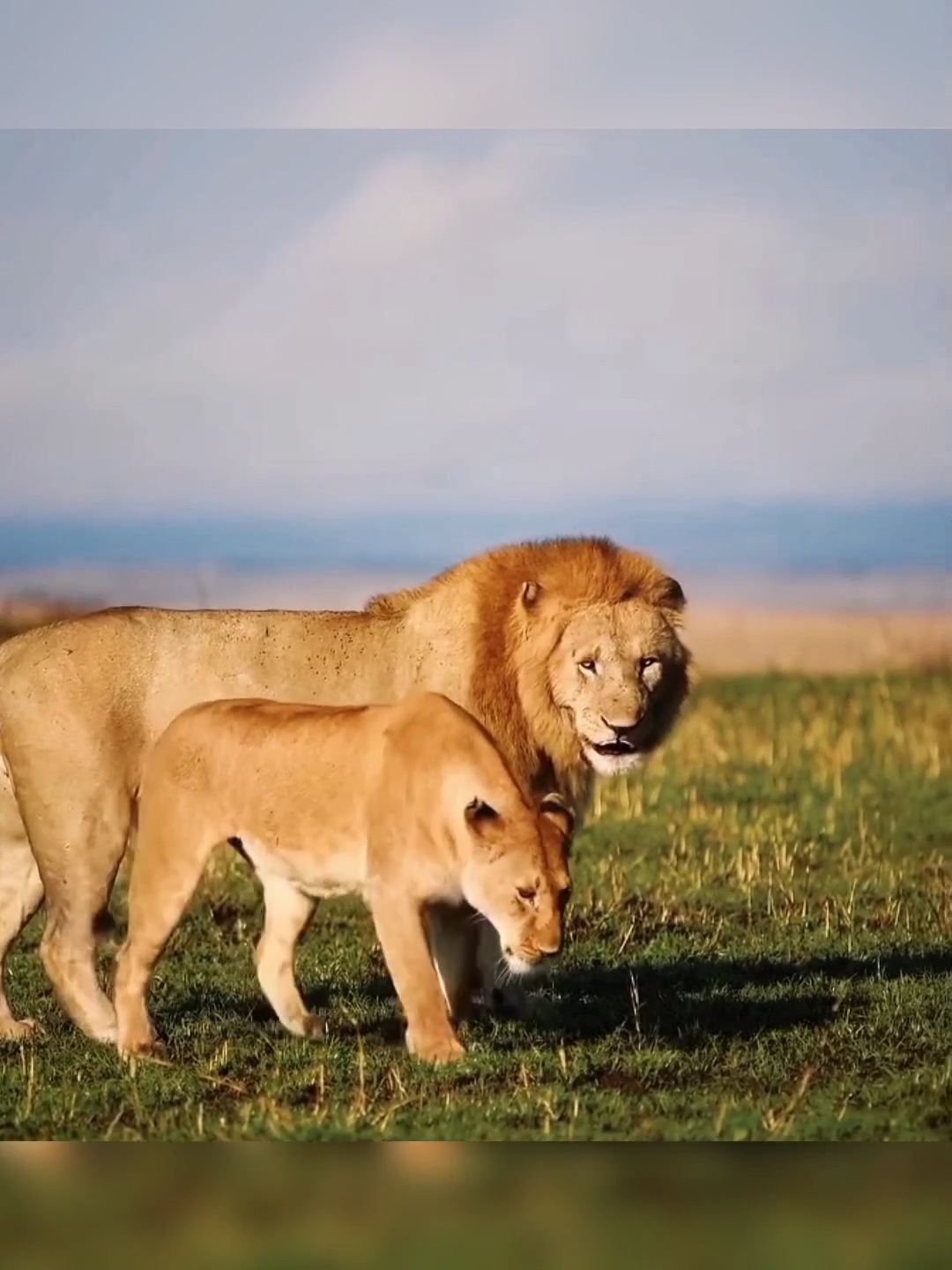 雄狮被发情母狮死死拿捏