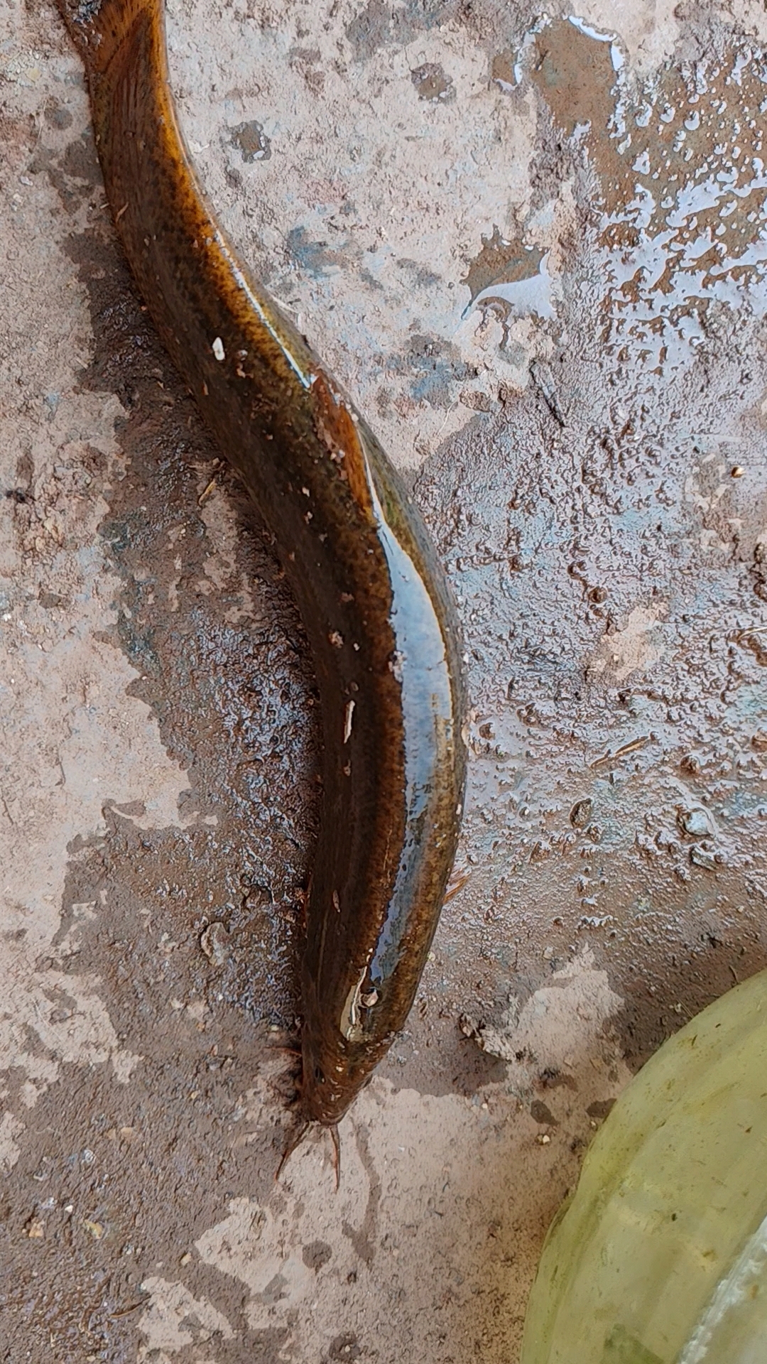 不知道这是啥鱼鳅呀