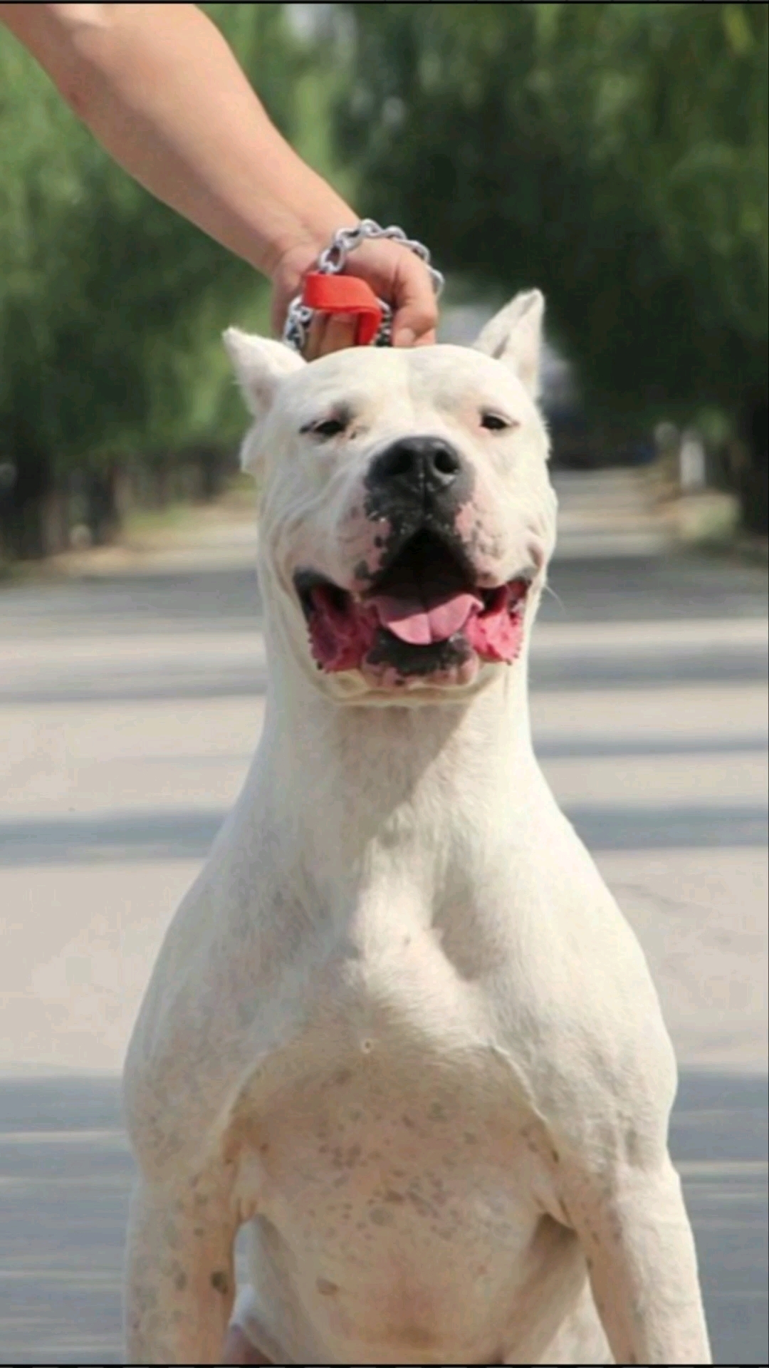 大型猛犬杜高犬,看厂顾家两不误,巴适的很