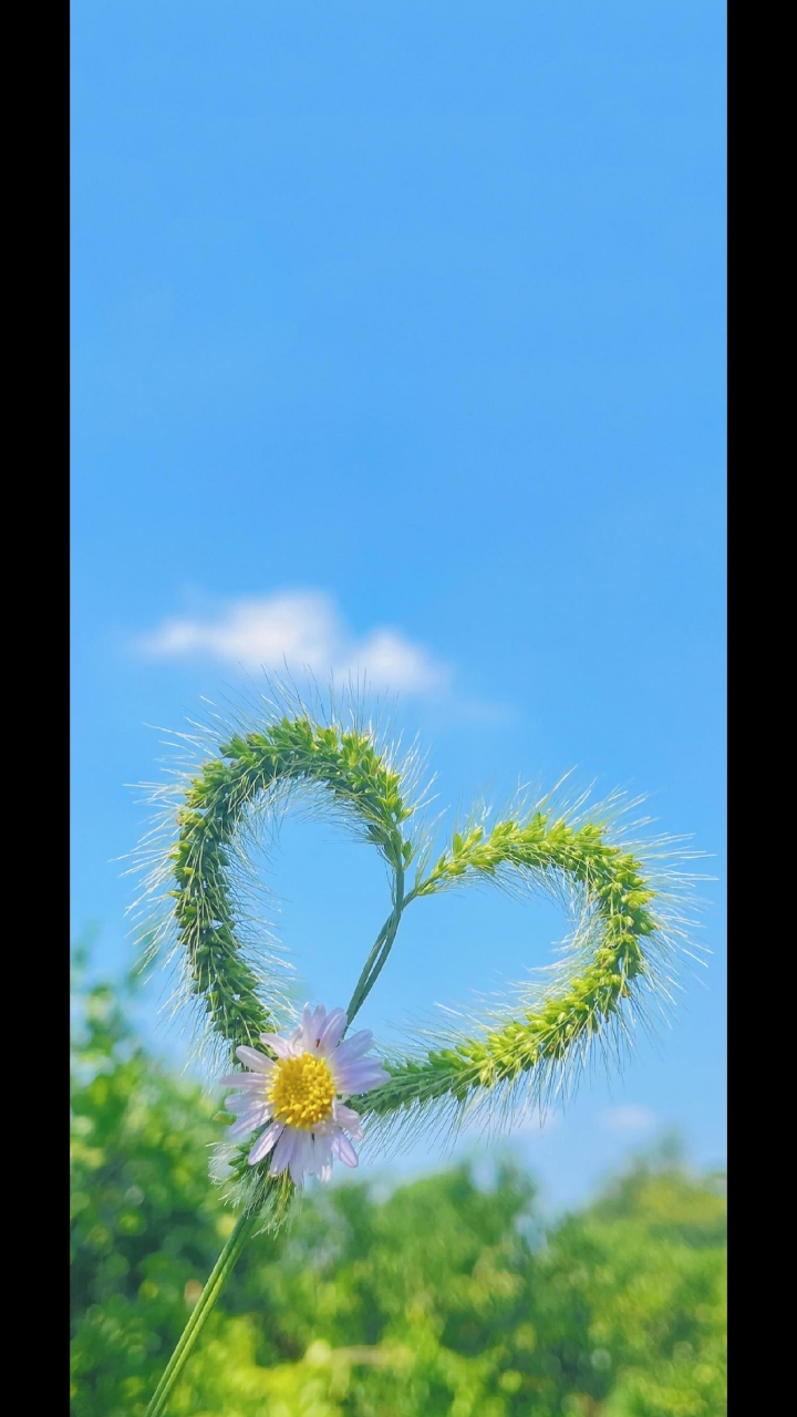 心向阳光,必是晴天!