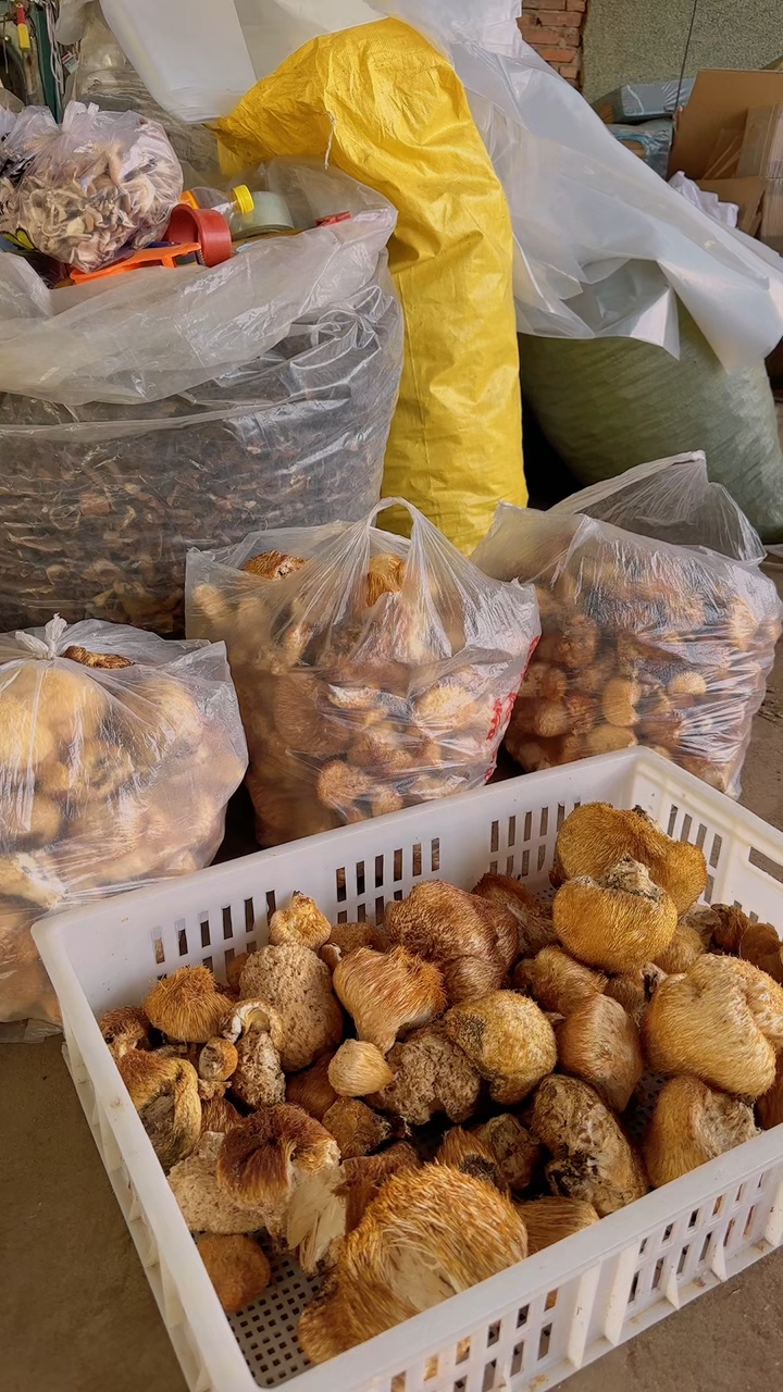 野生猴头菇菇菇菇