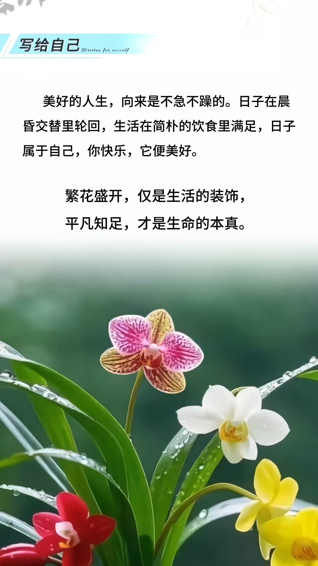 《不急不躁,知足成就美好人生》