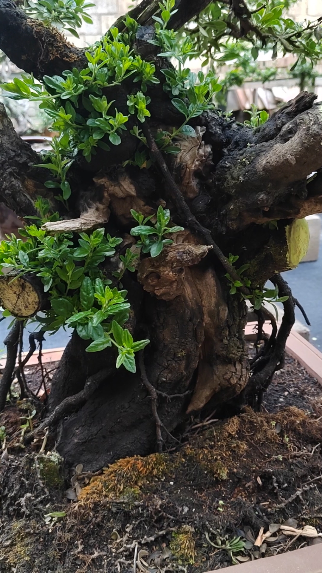 八年年功桩铁马老桩