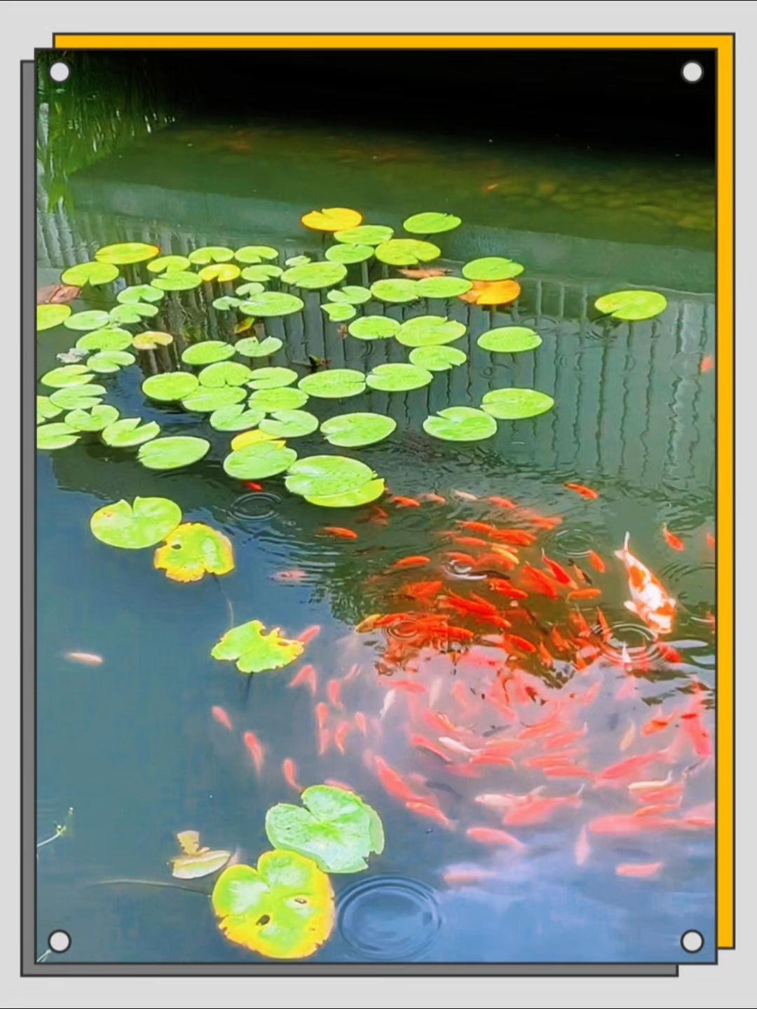 鱼戏莲叶间,我在中山植物园拍到鱼儿绕圈圈