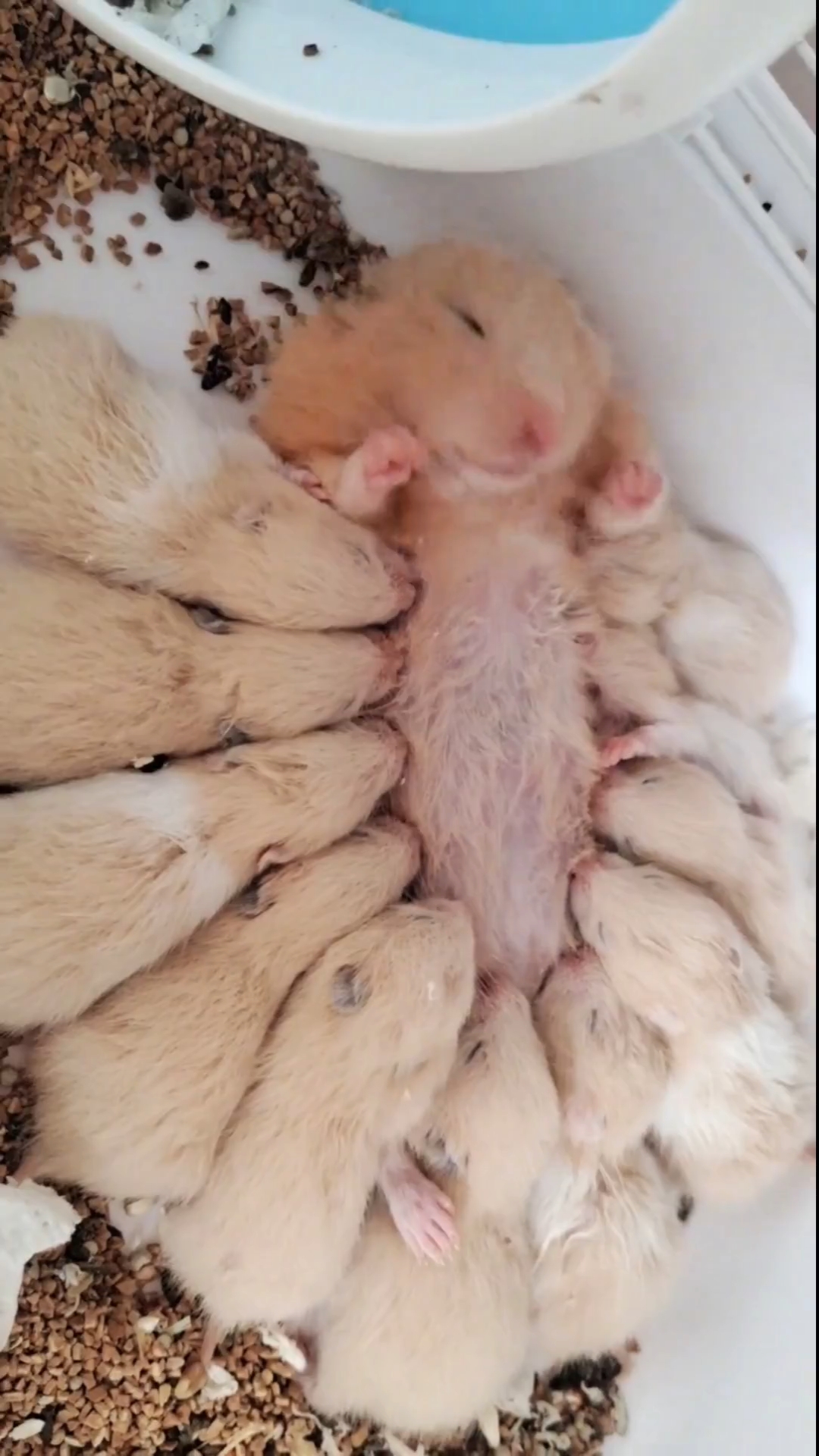 鼠妈:"没有了,真的没有了,一滴奶都没有了"