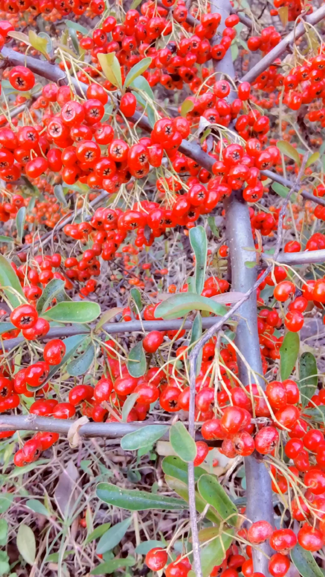 火棘,又名救军粮,以前农村孩子的美味!