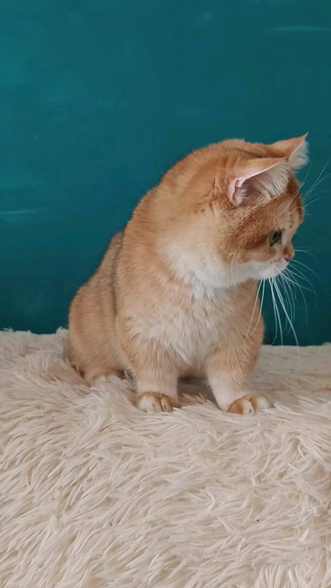 金渐层妹妹是个小短腿