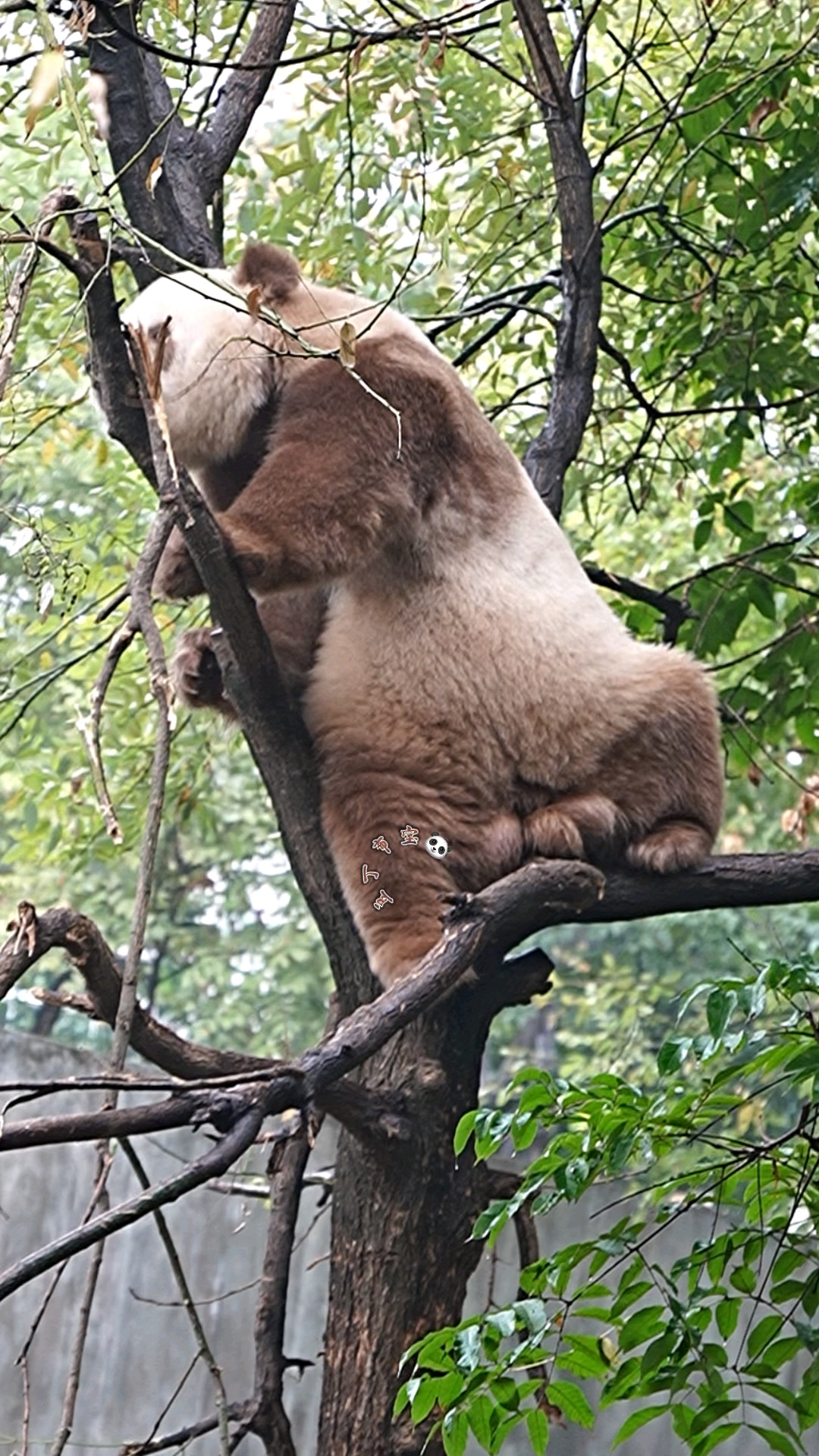 熊猫坐v树杈上的图片图片