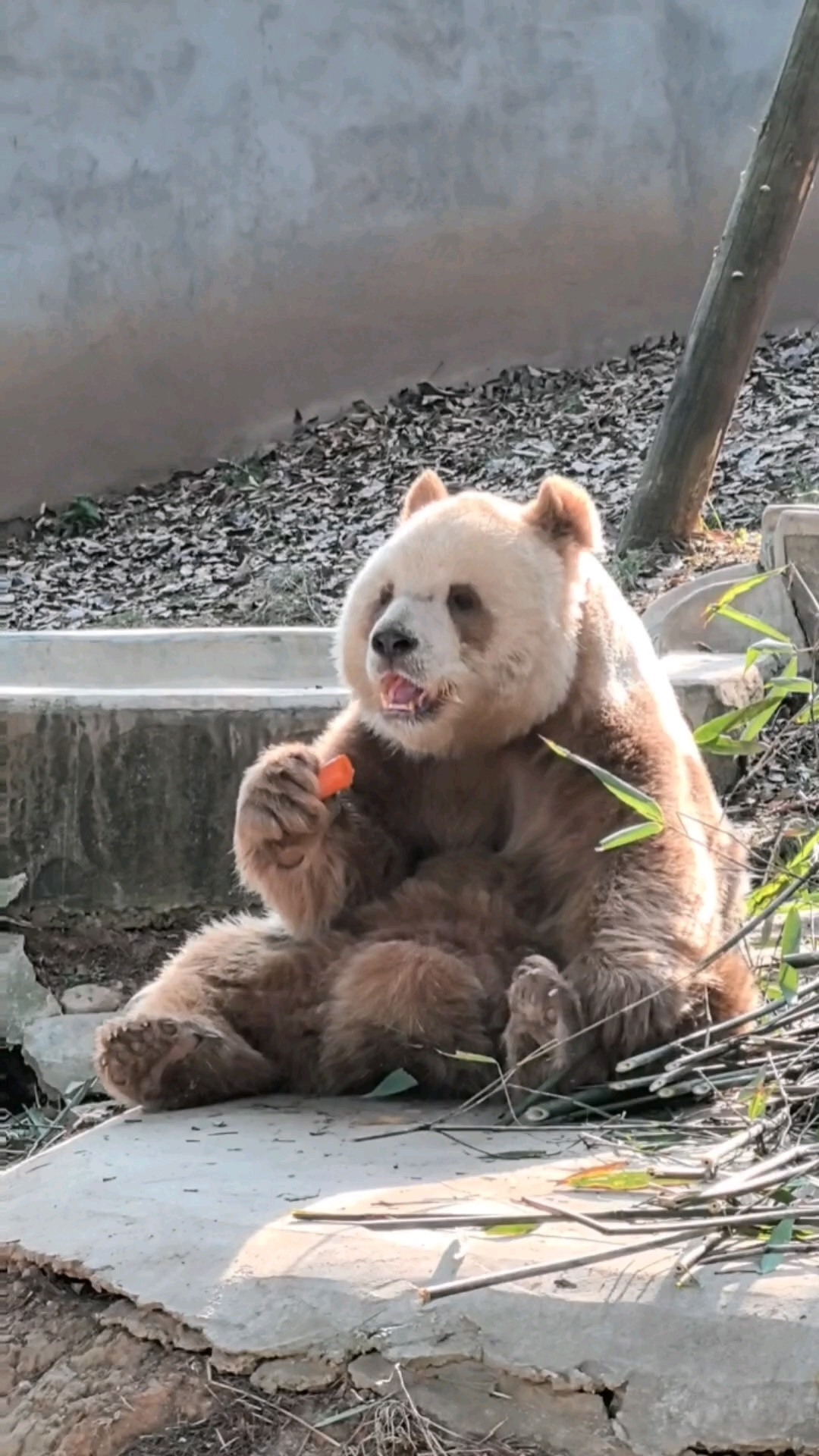 七仔一只手爪着小jiojio认真吃胡萝卜!大熊猫七仔