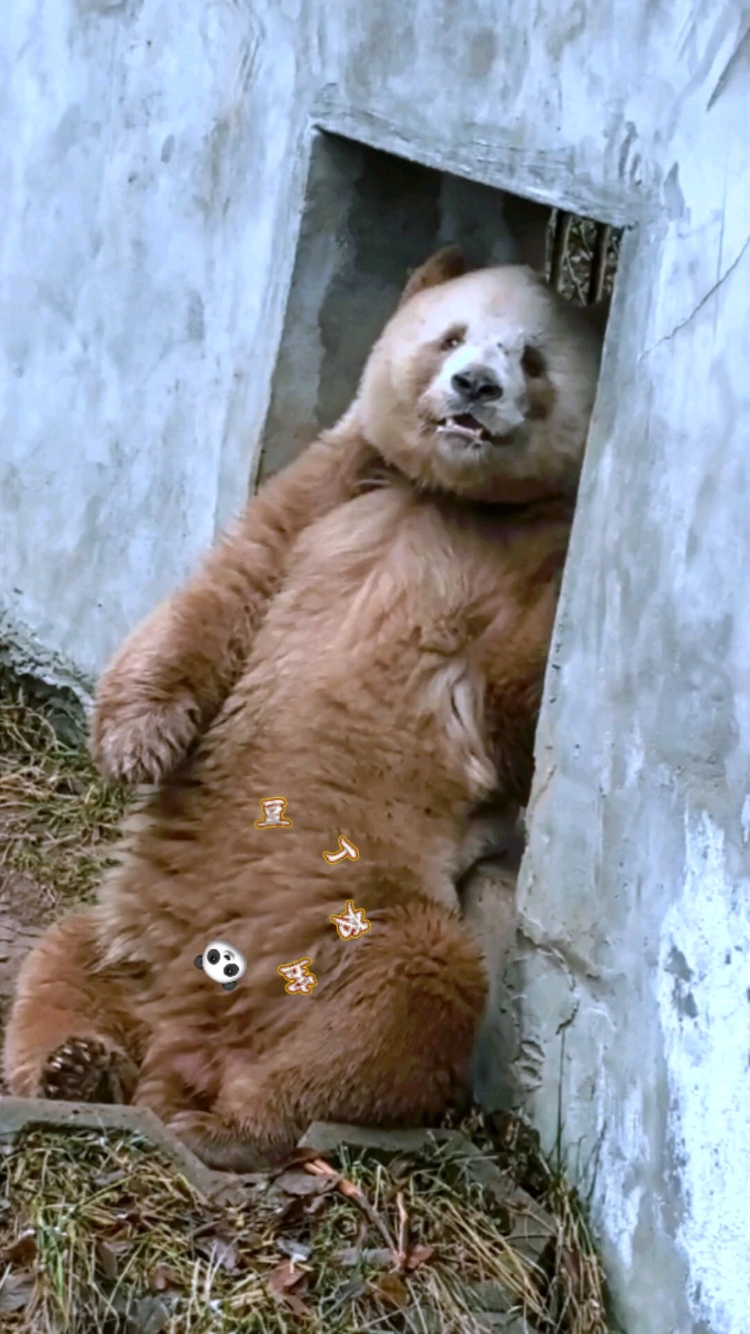 大熊猫七仔是只憨憨熊