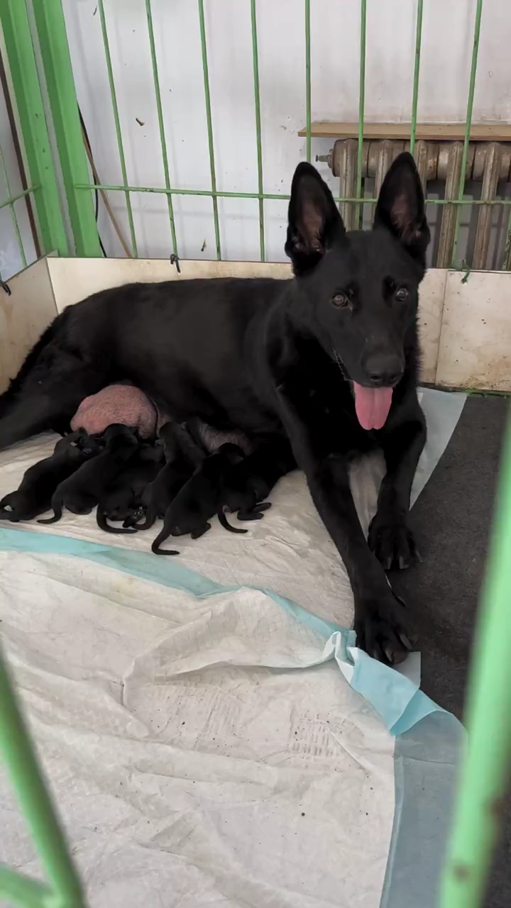 东德牧羊犬黑色标准图片