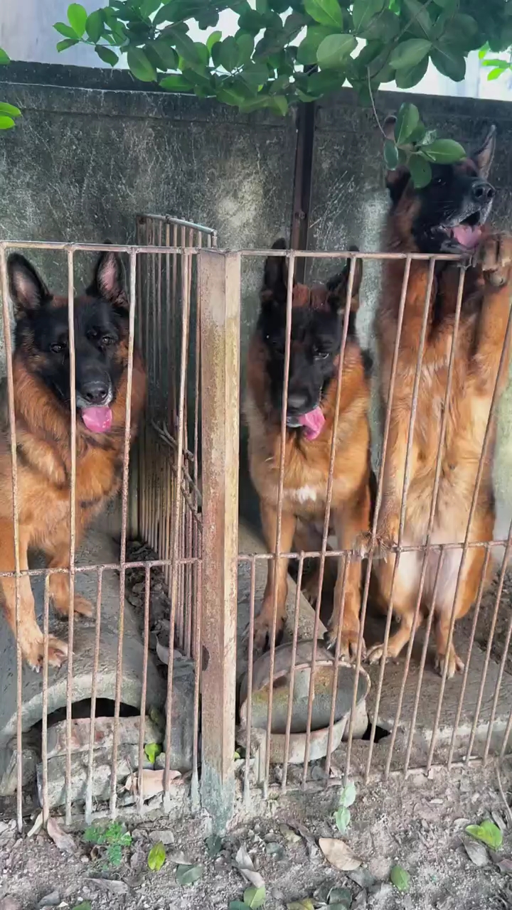 江苏德牧犬舍图片