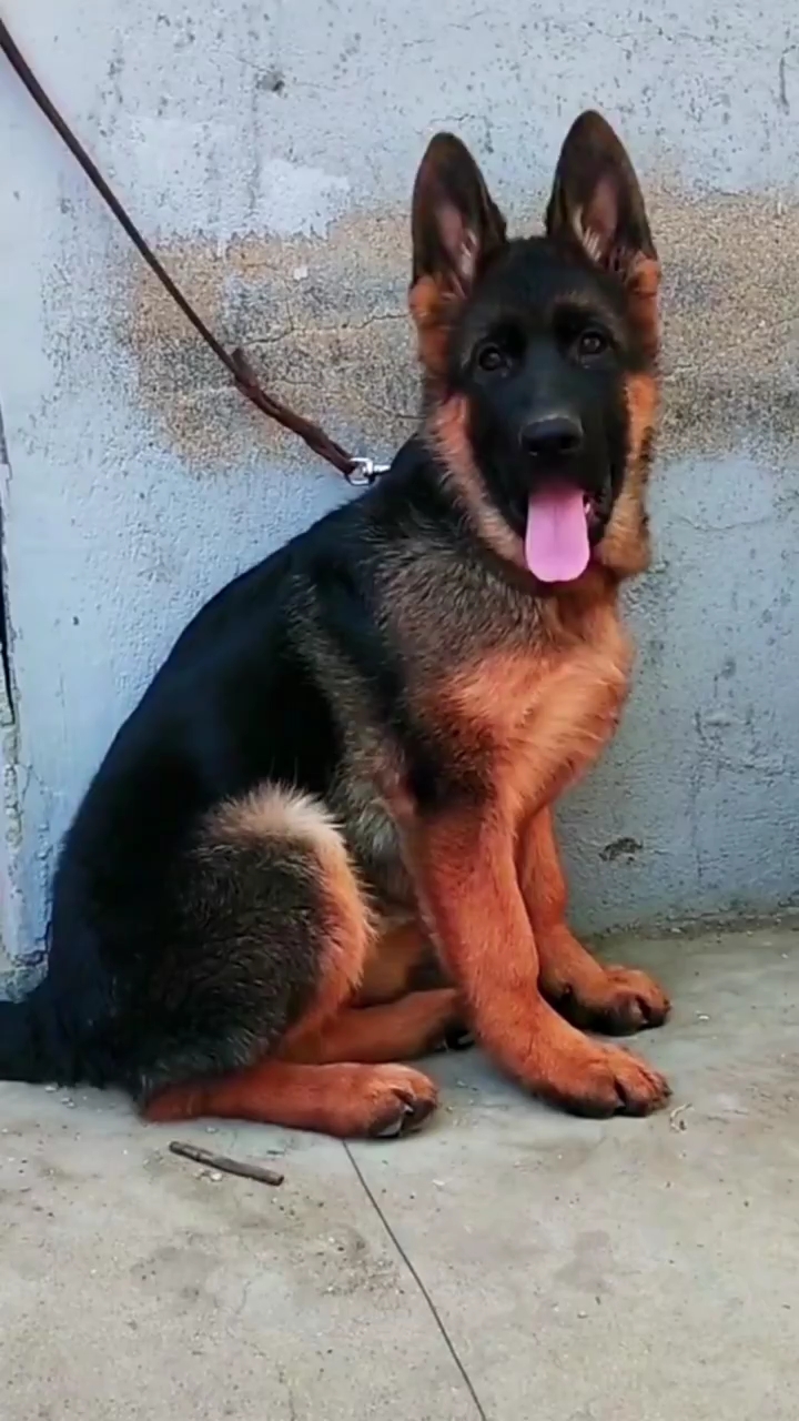 四个月大的德牧犬