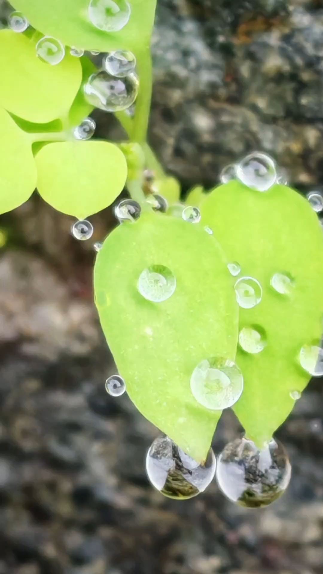 寒露露珠晶莹剔透,如一粒粒钻石,闪耀着灵动的光芒